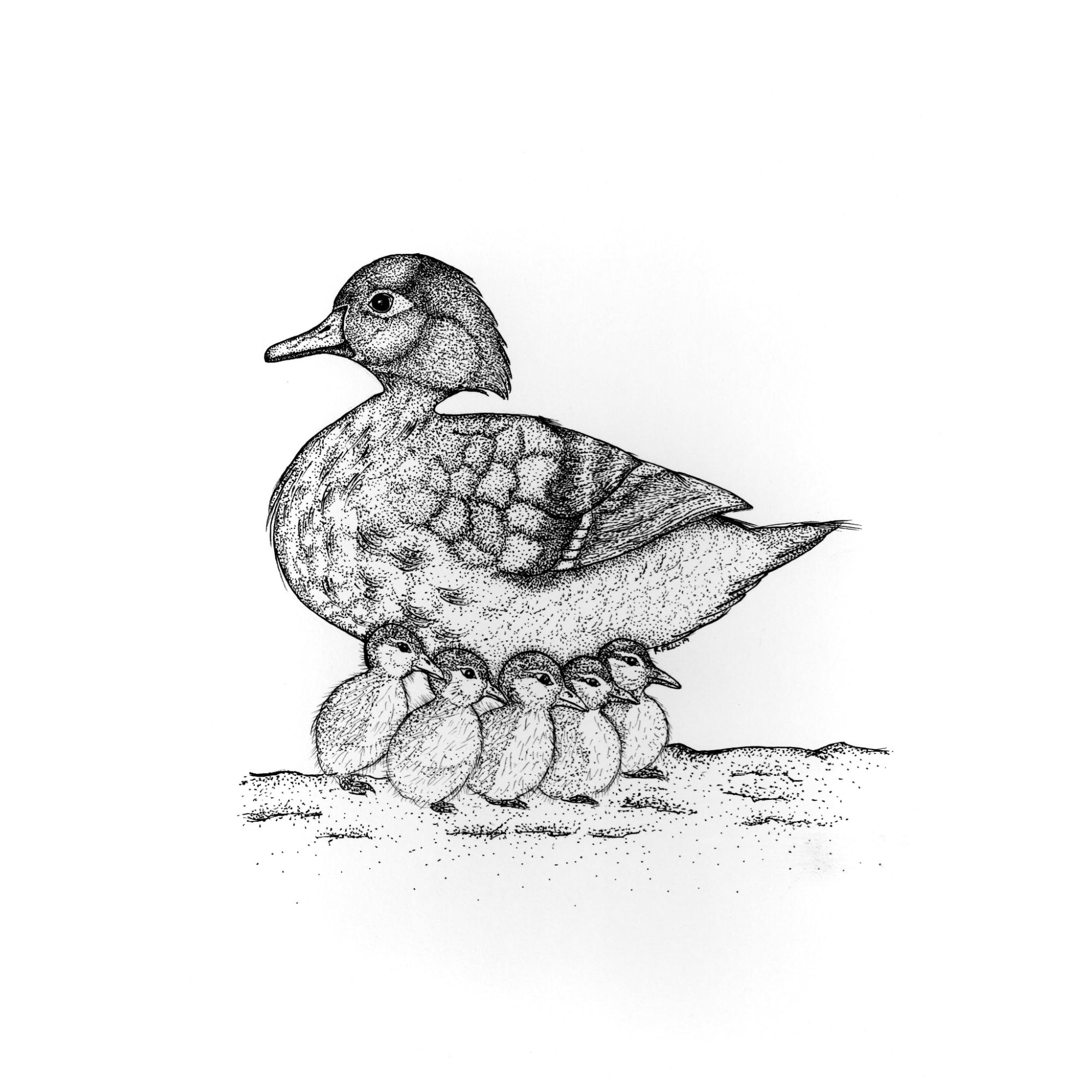 mama duck and babies pen and ink
