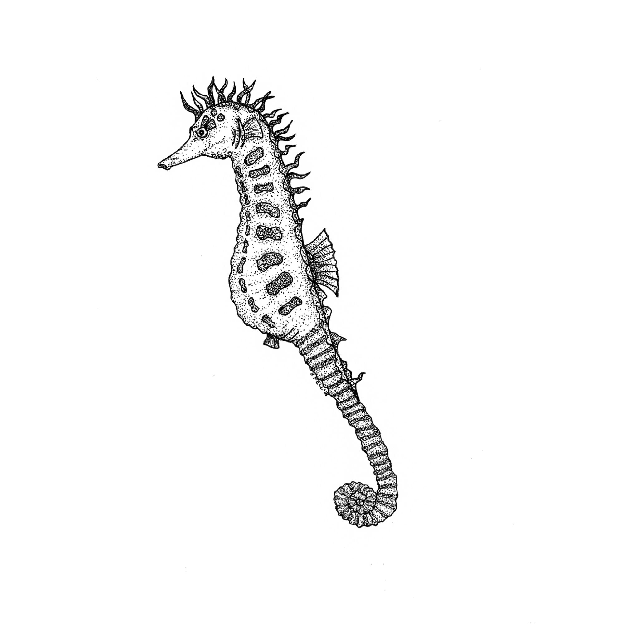 Seahorse BW Print