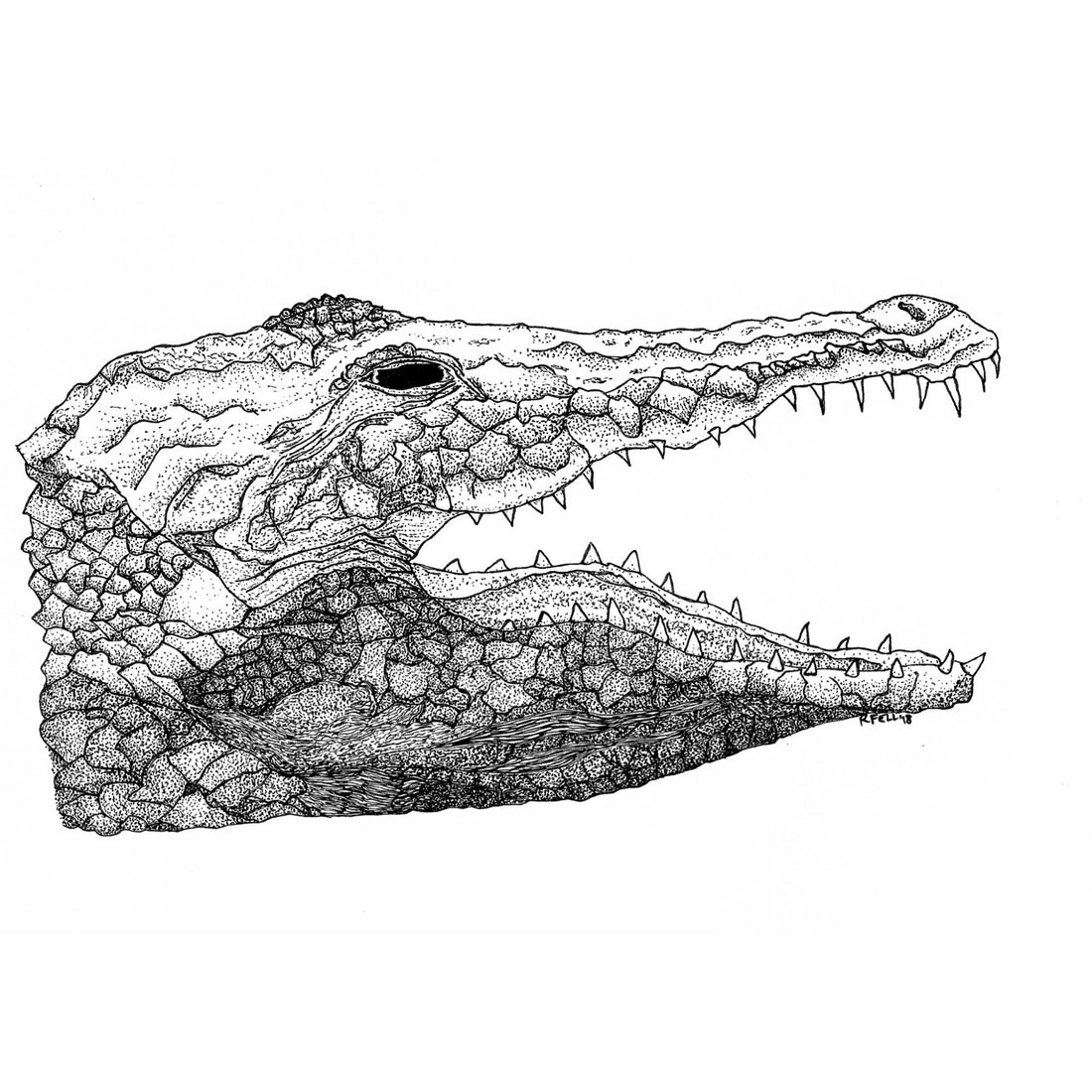 Alligator BW Print
