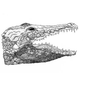 Alligator BW Print