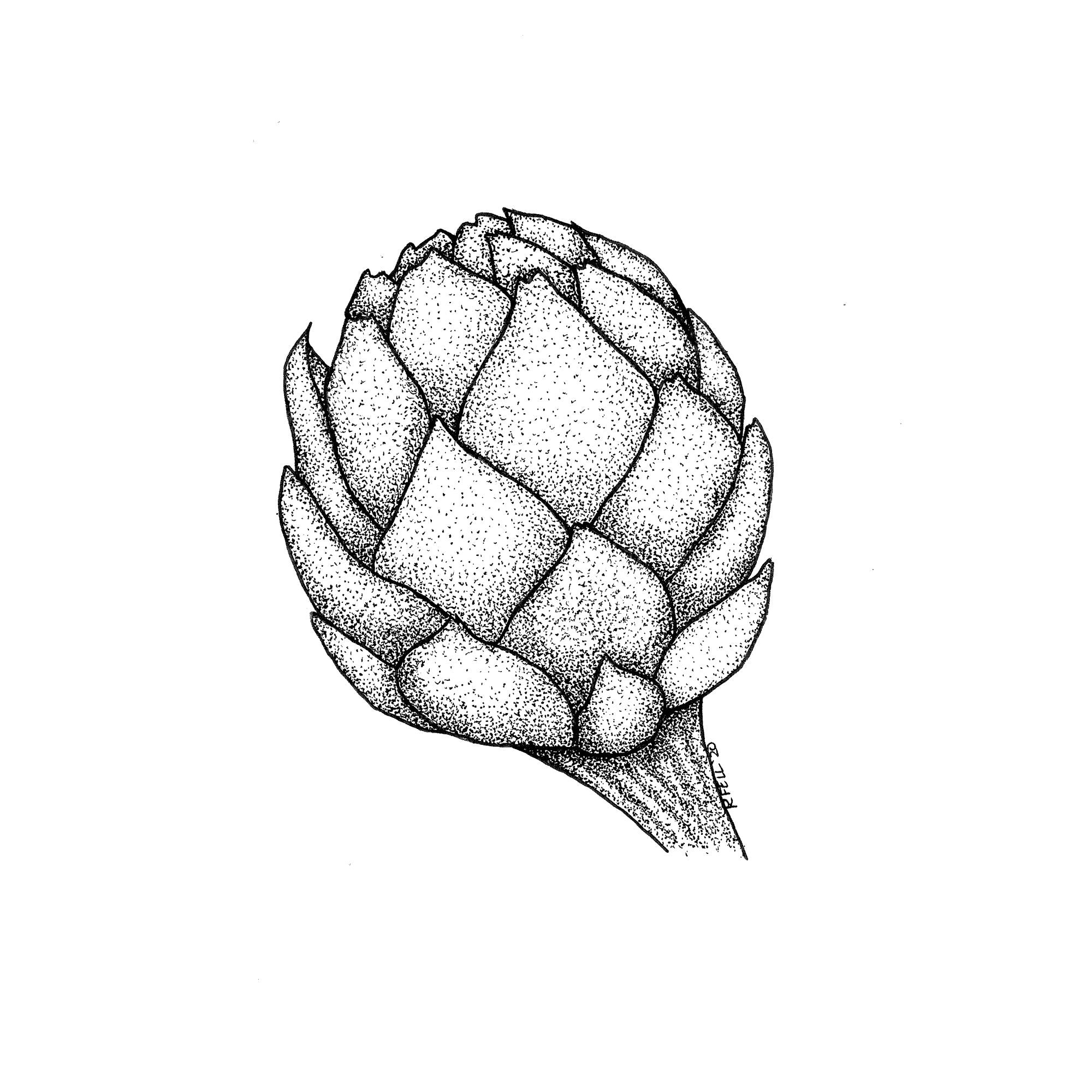 A black and white print of an artichoke, created by Regina Fell.