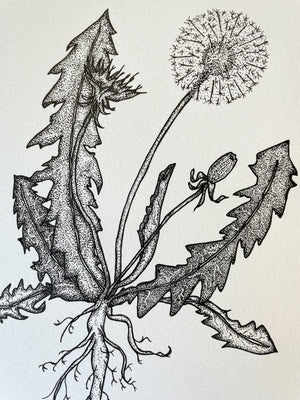 Original Dandelion from Root to Tip