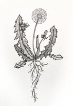 Original Dandelion from Root to Tip