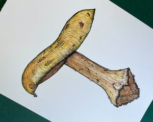 Original Elegant Cort Mushroom