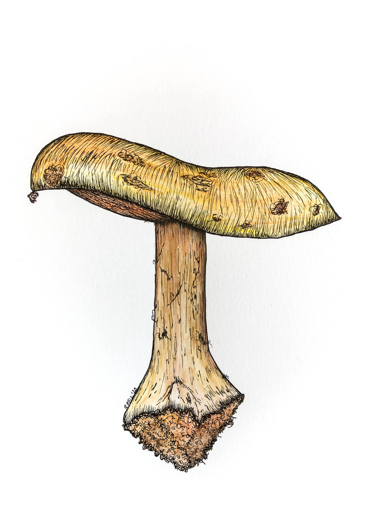 Original Elegant Cort Mushroom