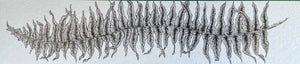 Original Fern Leaf, Small Art/Bookmark