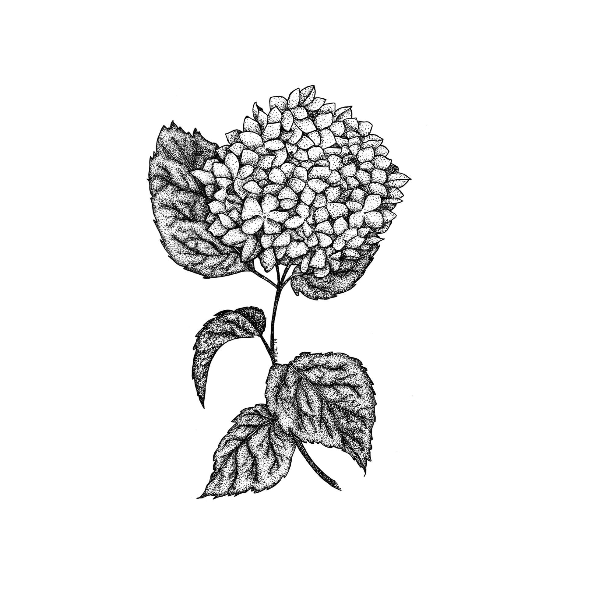 hydrangea drawing pen and ink