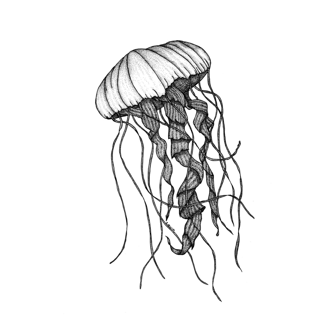Jellyfish BW Print