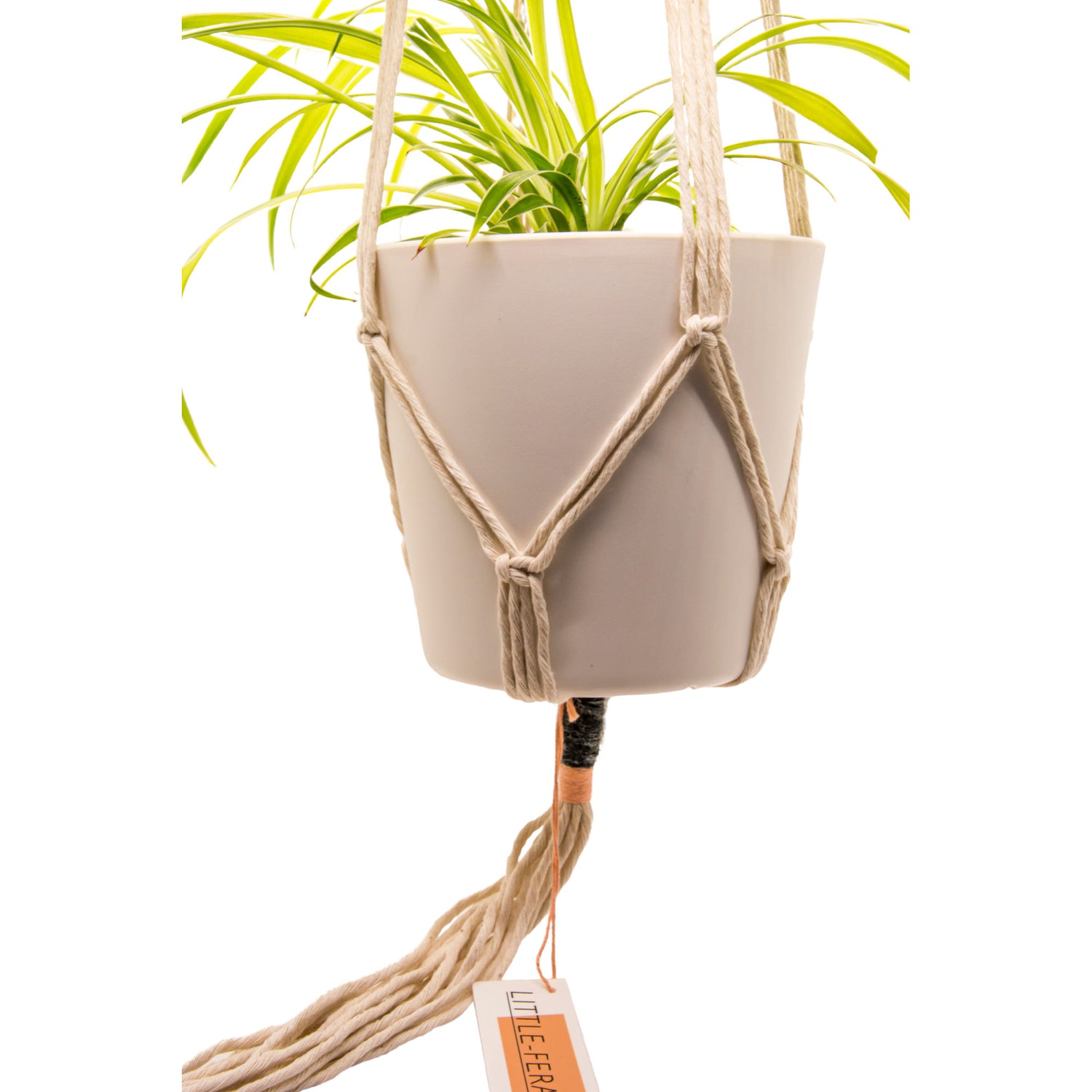 Little Feral plant hanger with plant