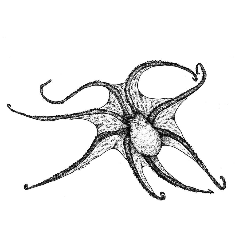 
            
                Load image into Gallery viewer, Octopus BW Print
            
        