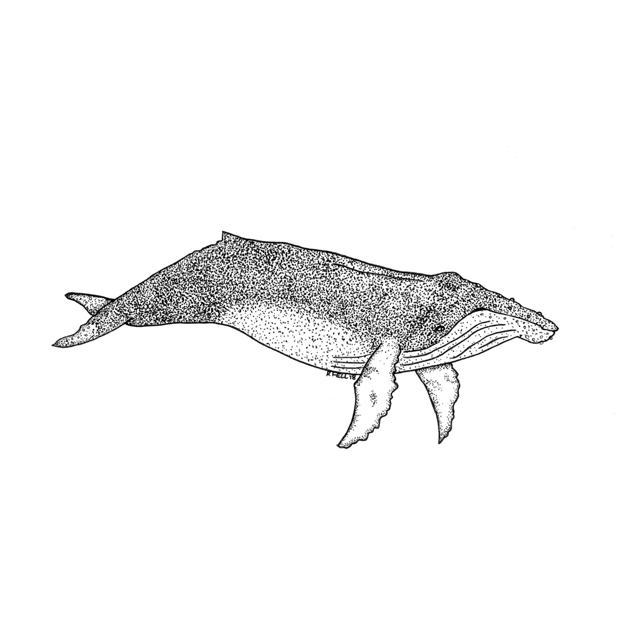 WhalePrint