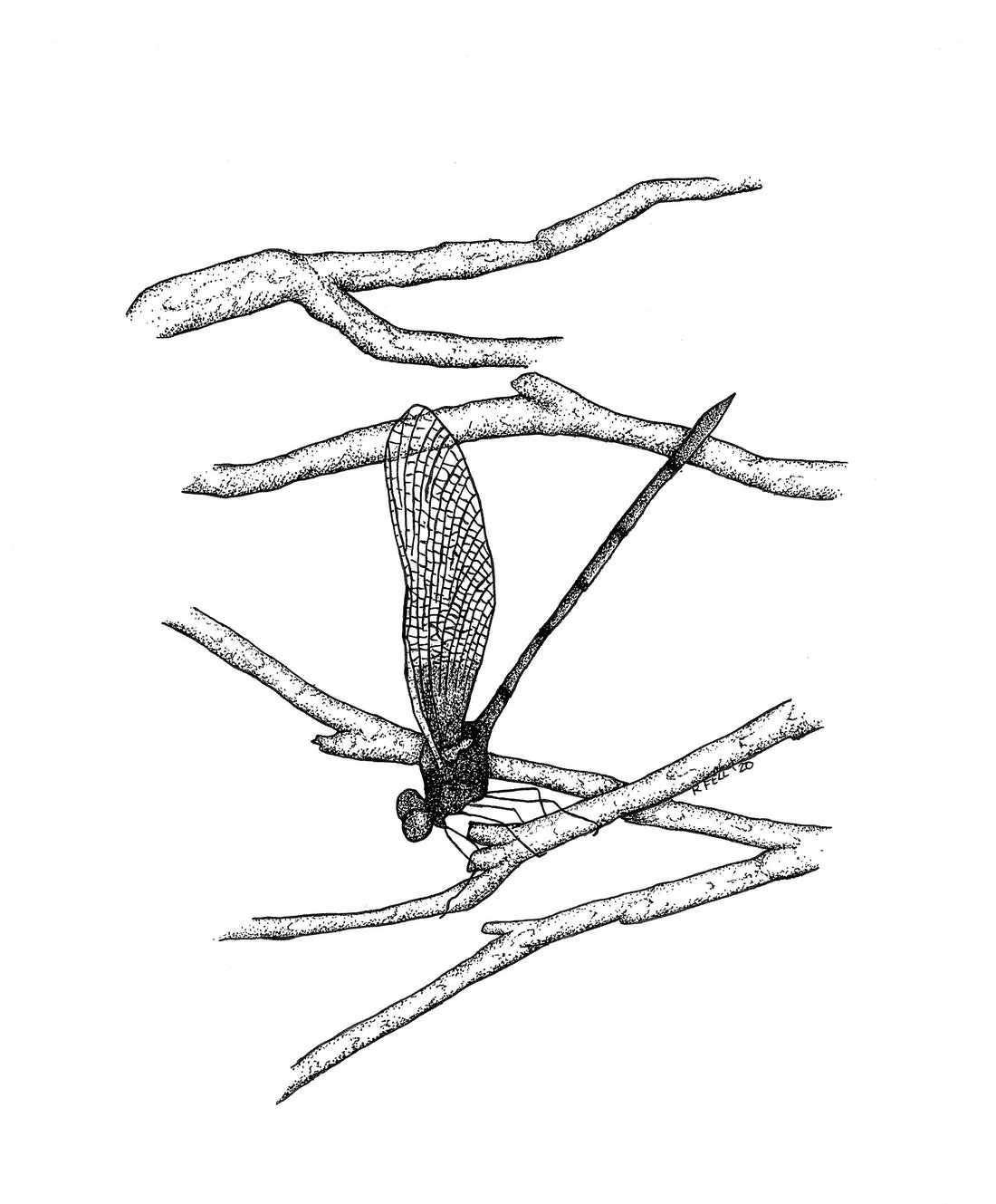 Dragonfly BW Print