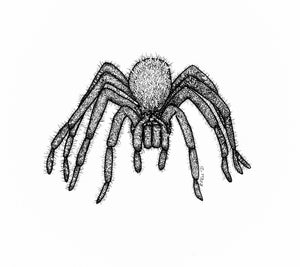 tarantula